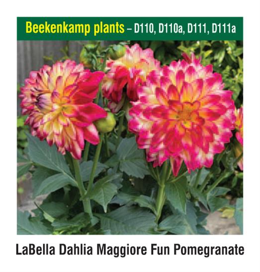 Beekenkamp Plants